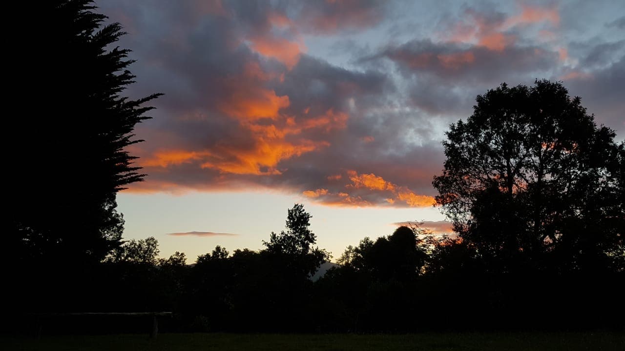 Atardecer dramático con siluetas de árboles nativos del bosque valdiviano