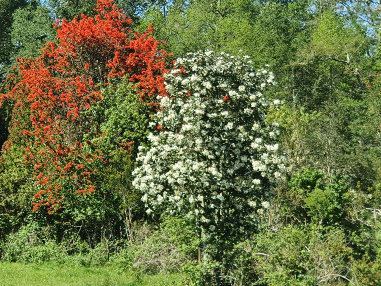 Flora nativa en floración, Región de Los Ríos