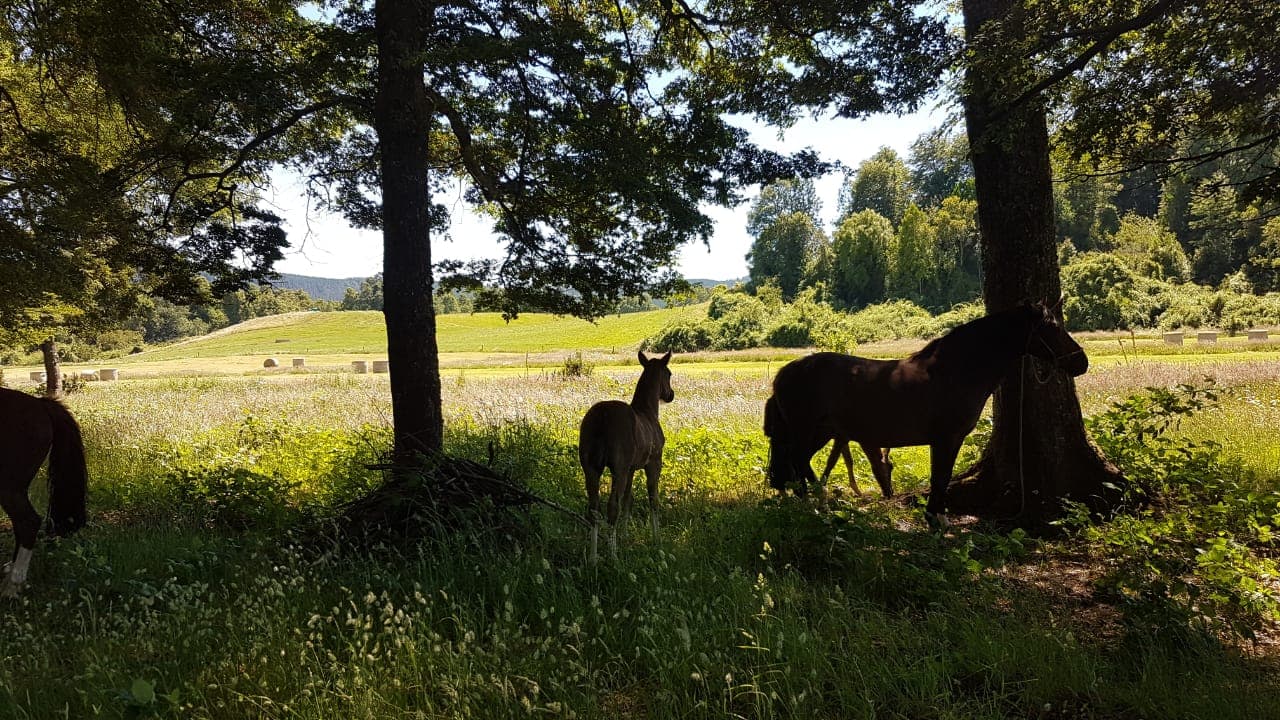 Caballos descansando bajo la sombra de árboles con campo al fondo