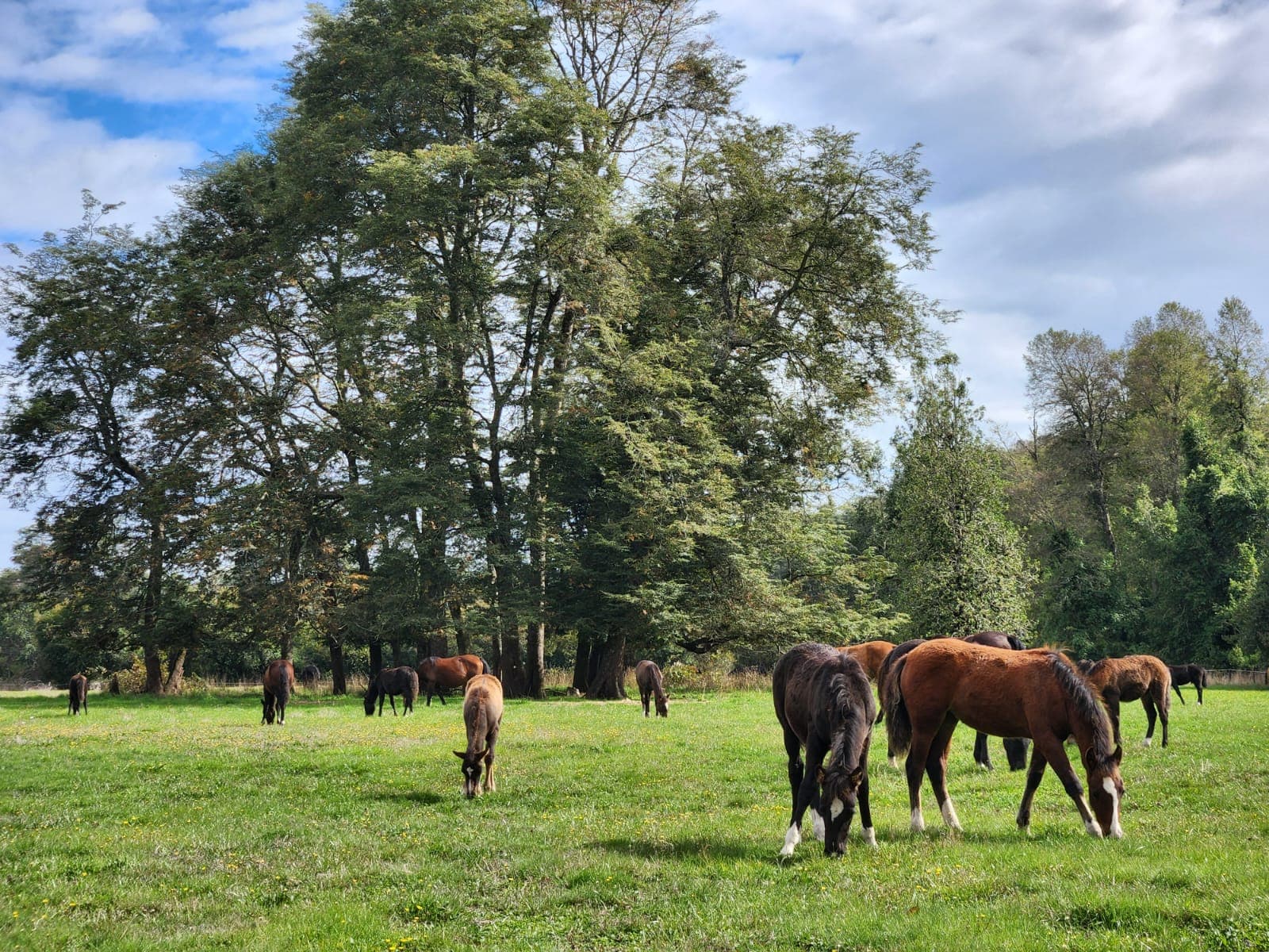Manada de caballos criollos en potrero con grandes árboles