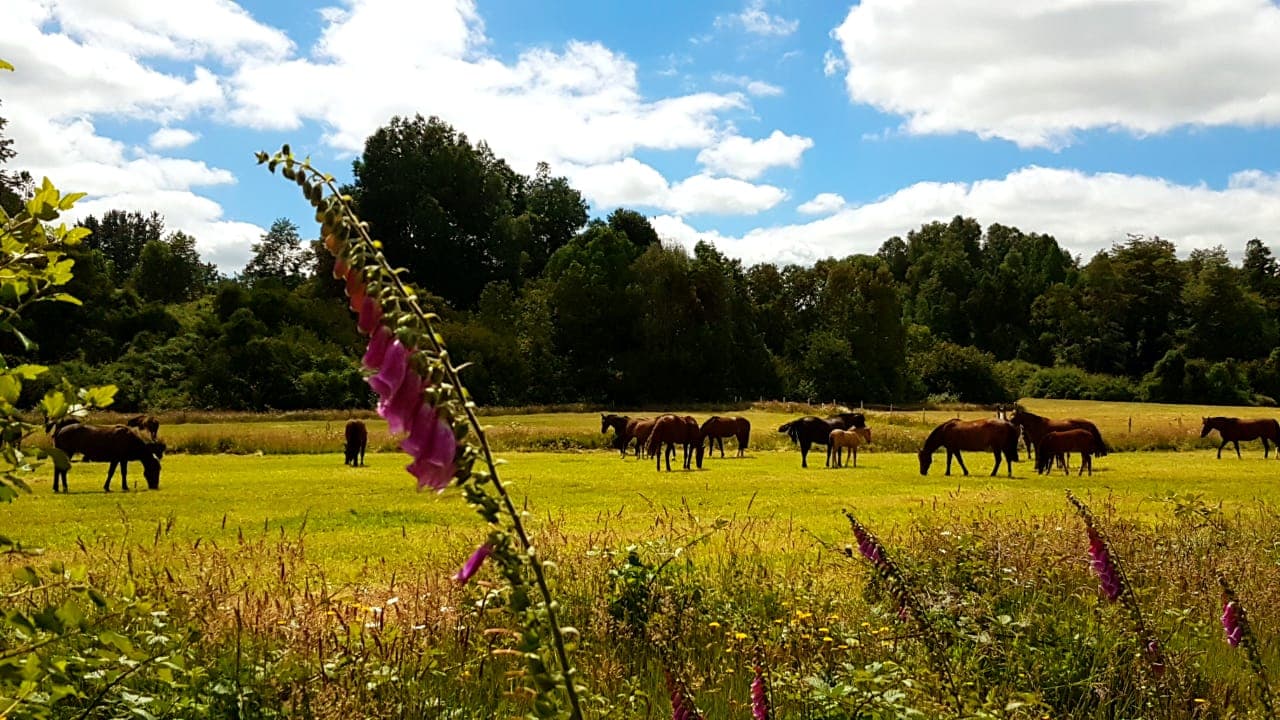 Caballos pastando entre flores silvestres en verano