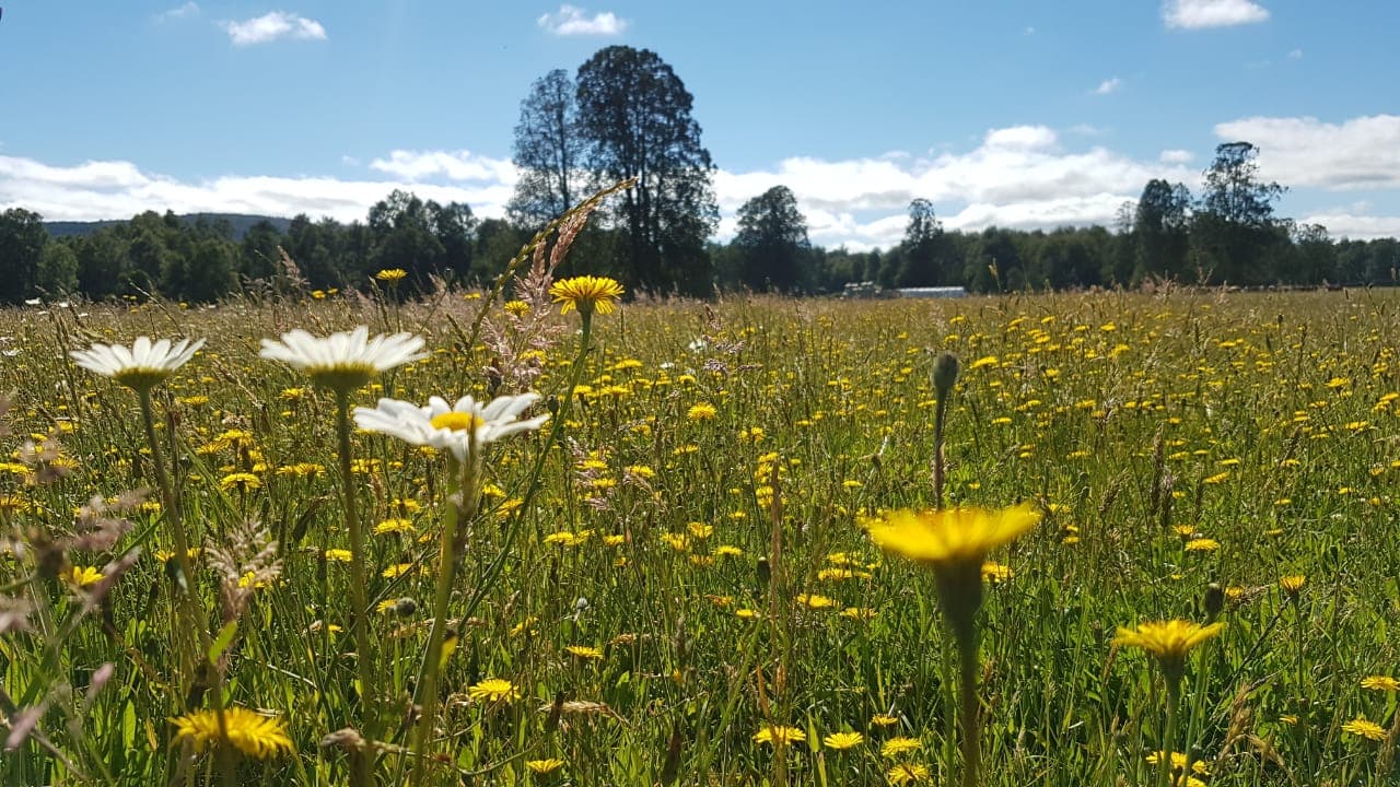 Pradera de flores silvestres amarillas y blancas bajo cielo azul