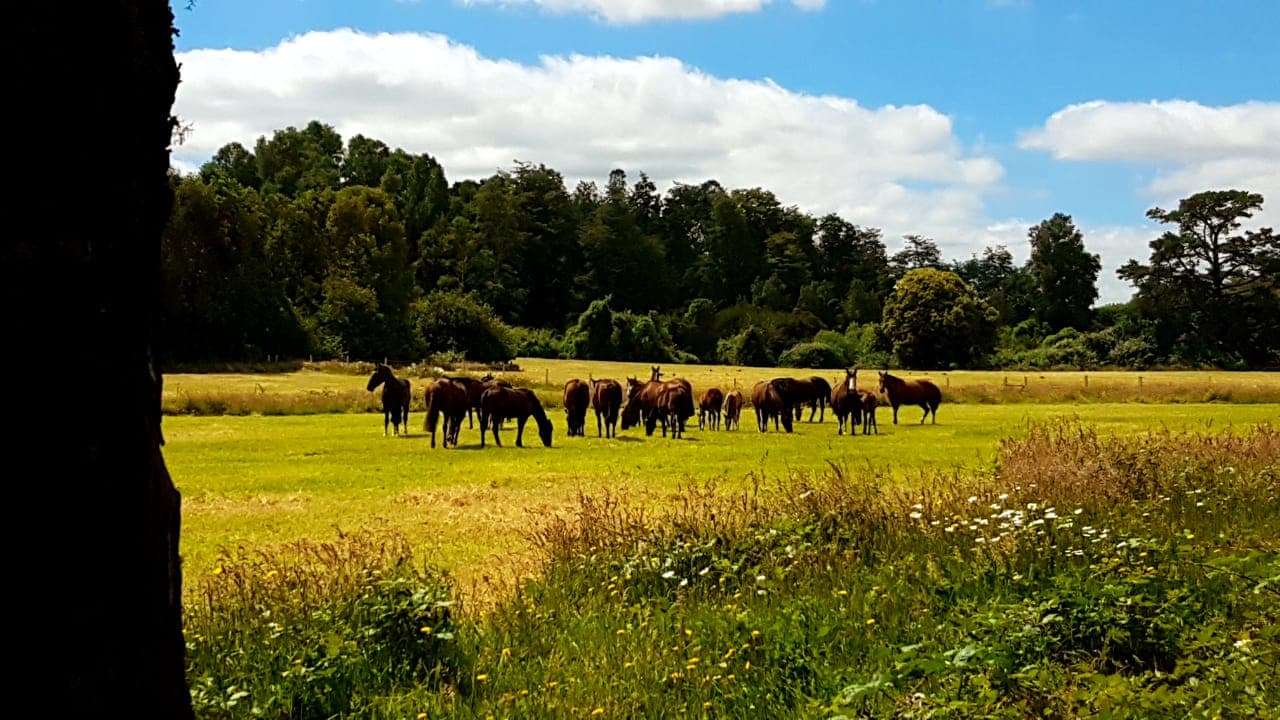 Caballos en los potreros del Fundo Los Huapes